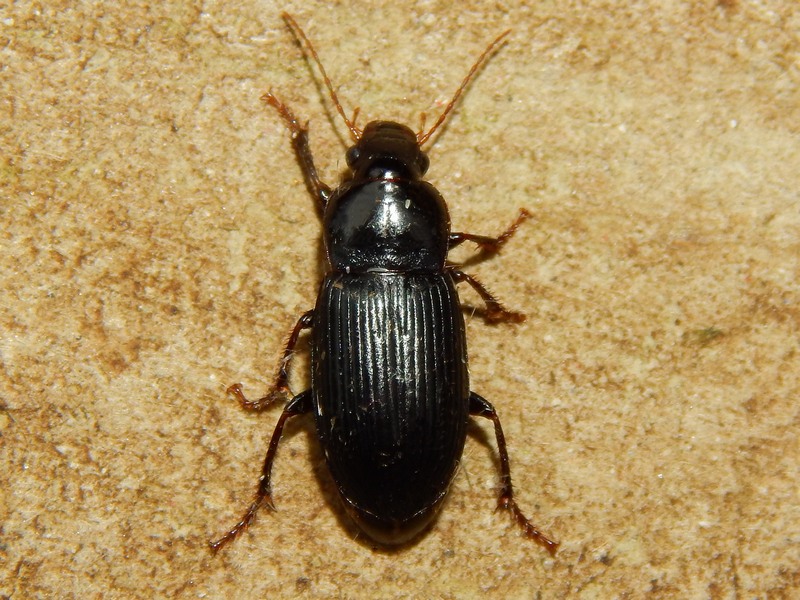 Aiuto ID Carabidae: Cryptophonus tenebrosus